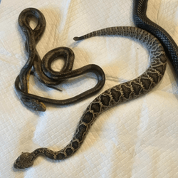 an indigo snake next to two snakes it ate and regurgitated, one of which was still alive