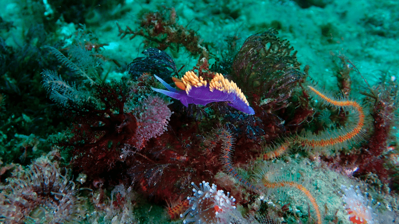 a purple and bright orange sea club on a rock