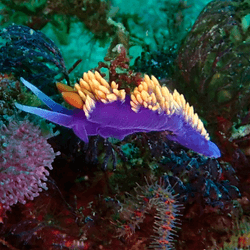 a purple and bright orange sea club on a rock