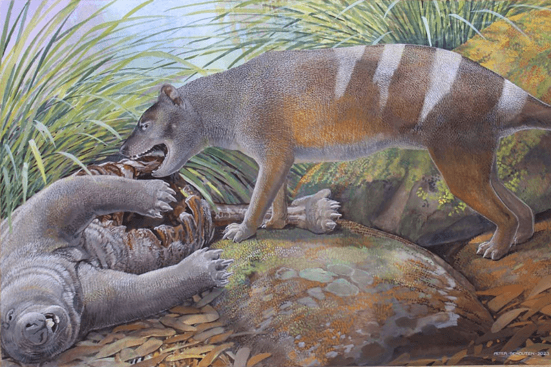 Tasmanian tiger feeds on a wombat 