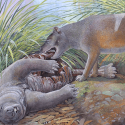 Tasmanian tiger feeds on a wombat 