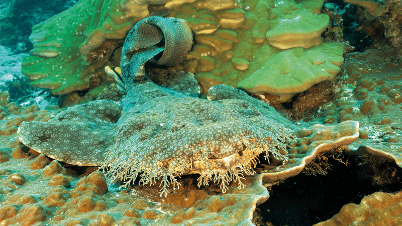 Tasselled Wobbegong lies on a coral with lots of beardy fringe sections around its face that help it blend in.