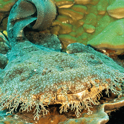 Tasselled Wobbegong lies on a coral with lots of beardy fringe sections around its face that help it blend in.