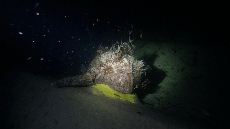 a giant australian trumpet snail lit up by a torch in dark waters