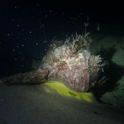 a giant australian trumpet snail lit up by a torch in dark waters