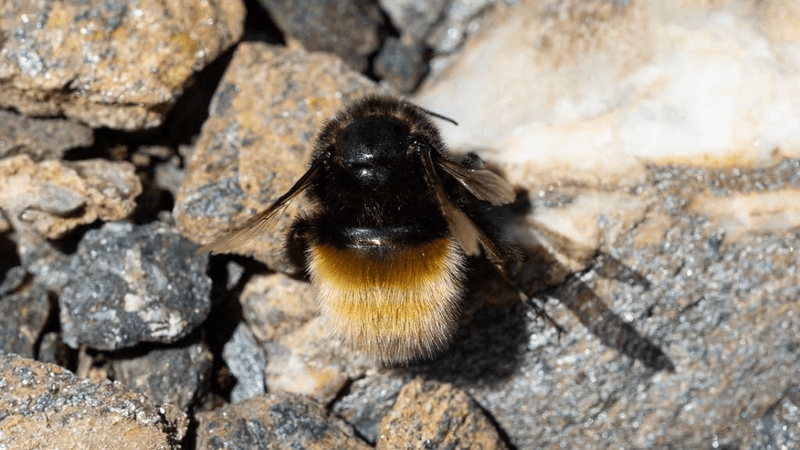 an alpine bee resting on a rock