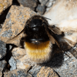 an alpine bee resting on a rock