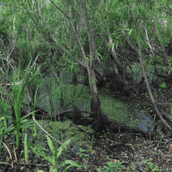 the peat pond in florida were the 177 windover bog bodies were discovered