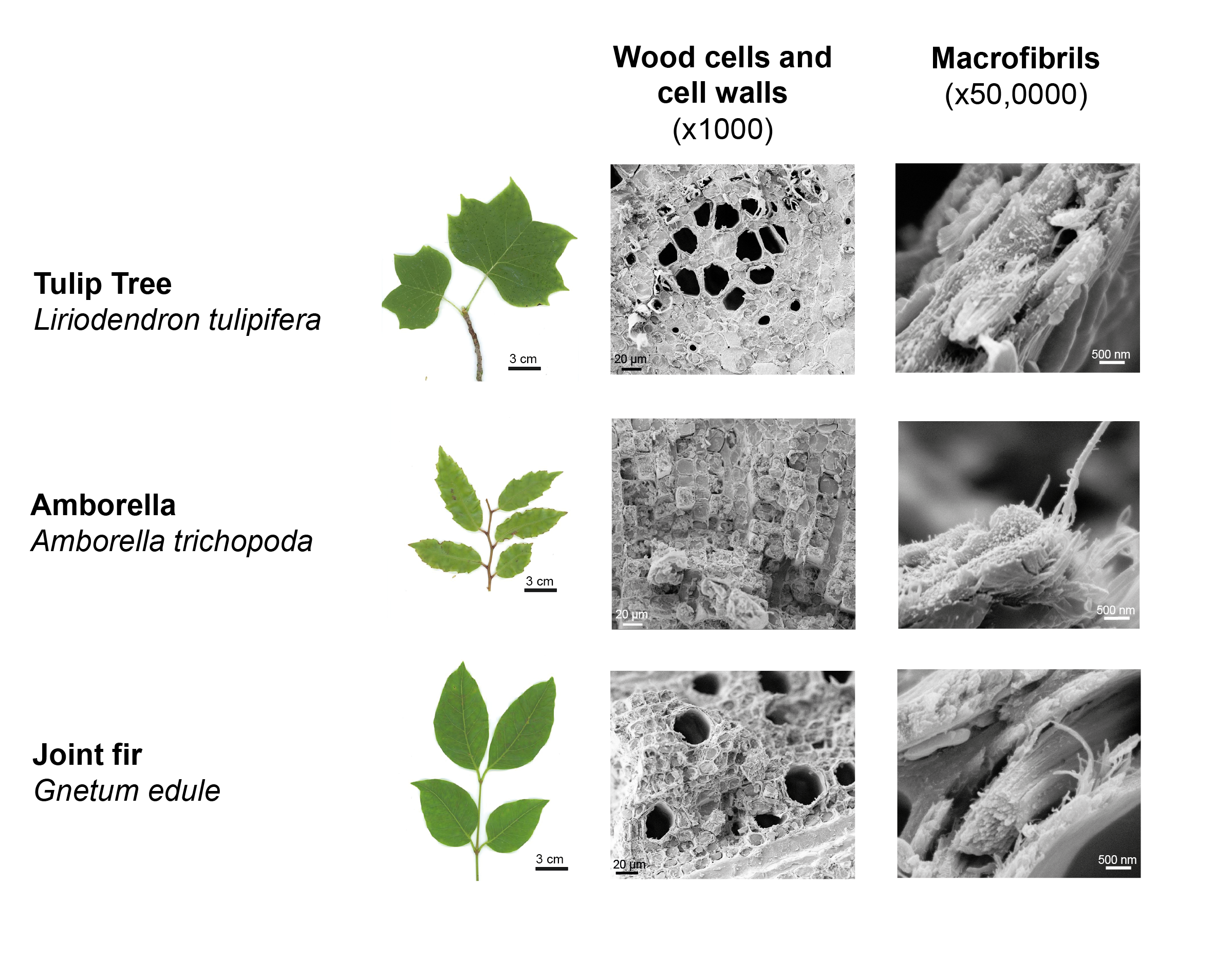 Wood ultrastructure of the Tulip Tree (Liriodendron tulipifera), Amborella (Amborella trichopoda) and Joint fir (Gnetum edule) at x1000 and x50,000 magnifications under cryo-SEM. Wood cells and cell walls are visible in the lower magnification. Macrofibrils are visible at the higher magnification.