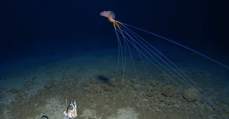 Bigfin squid if deep sea Pacific Ocean