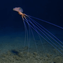 Bigfin squid if deep sea Pacific Ocean